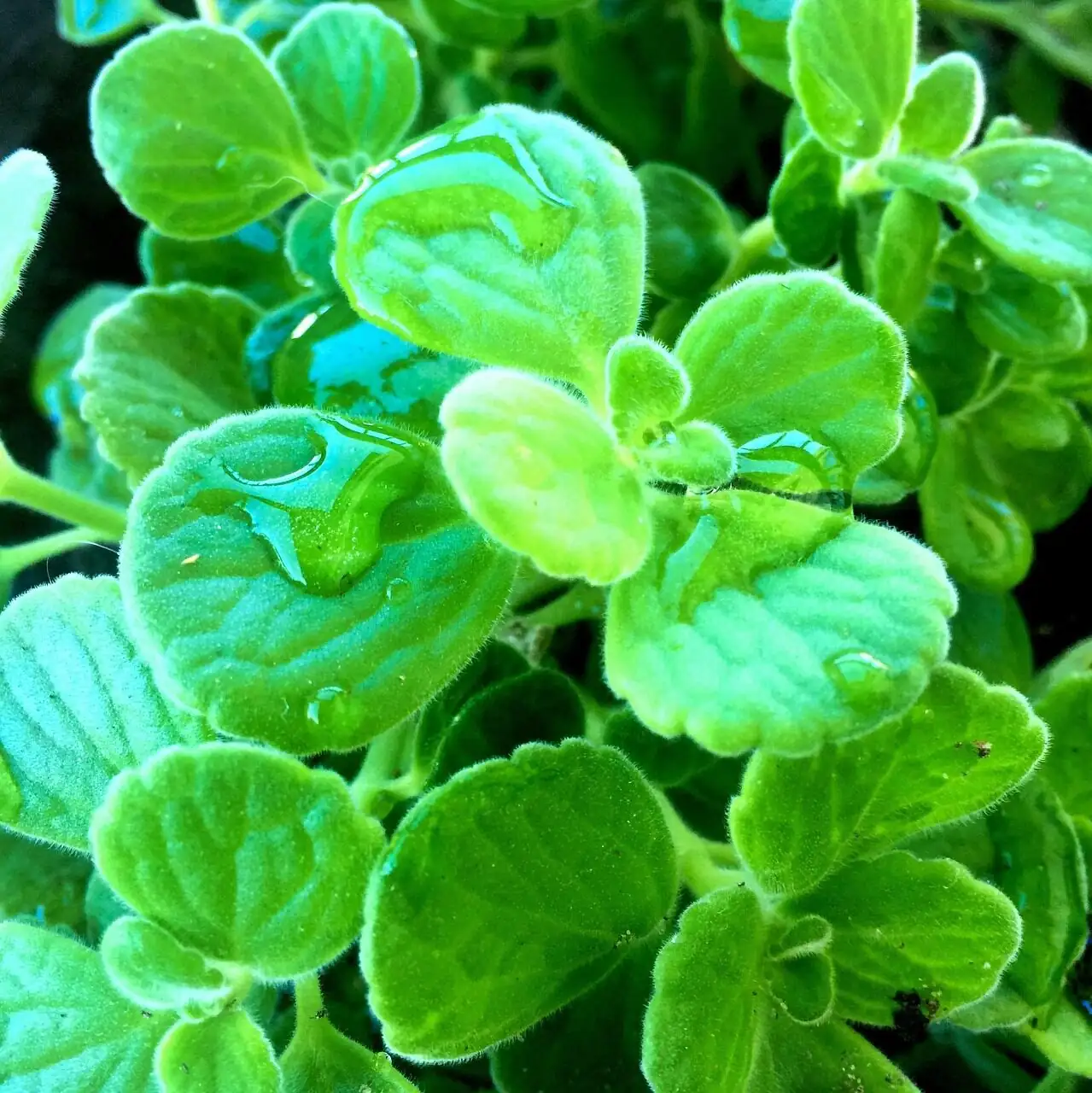 vicks plant multiple plants in pot