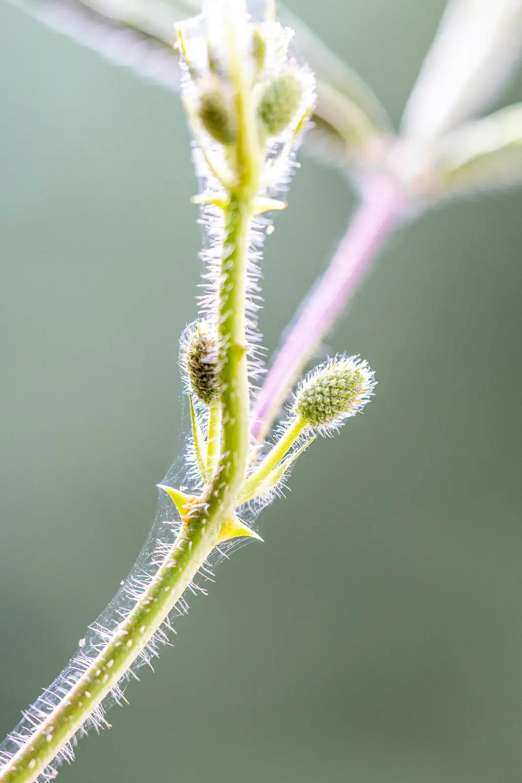 vicks plant fuzzy leaves close-up
