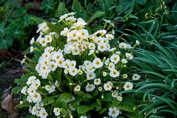 vicks plant pinching tips pruning