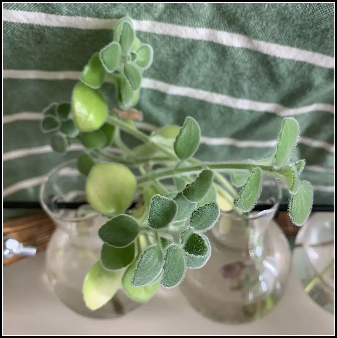 vicks plant water rooting glass