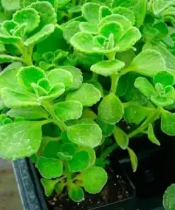 vicks plant bushy pot indoors
