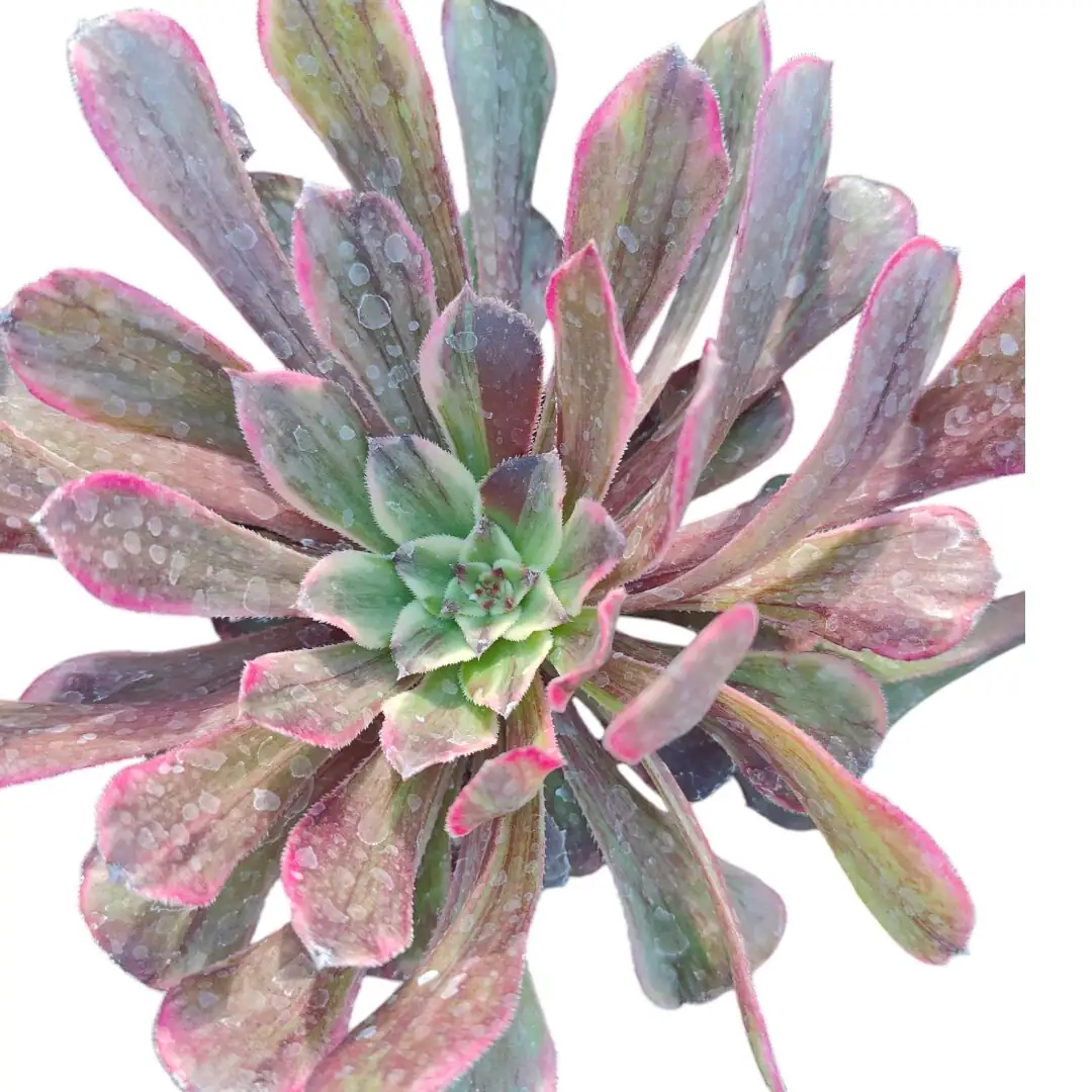 vicks plant hairy leaves water droplets