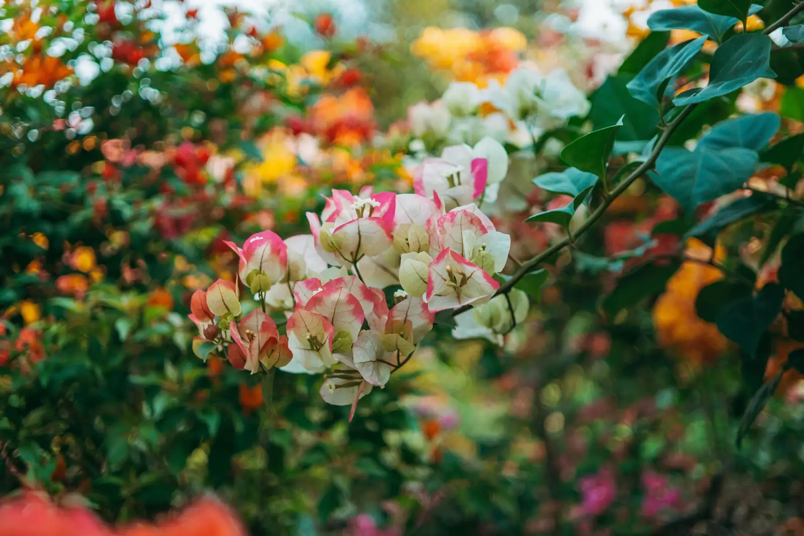bougainvillea bracts close up