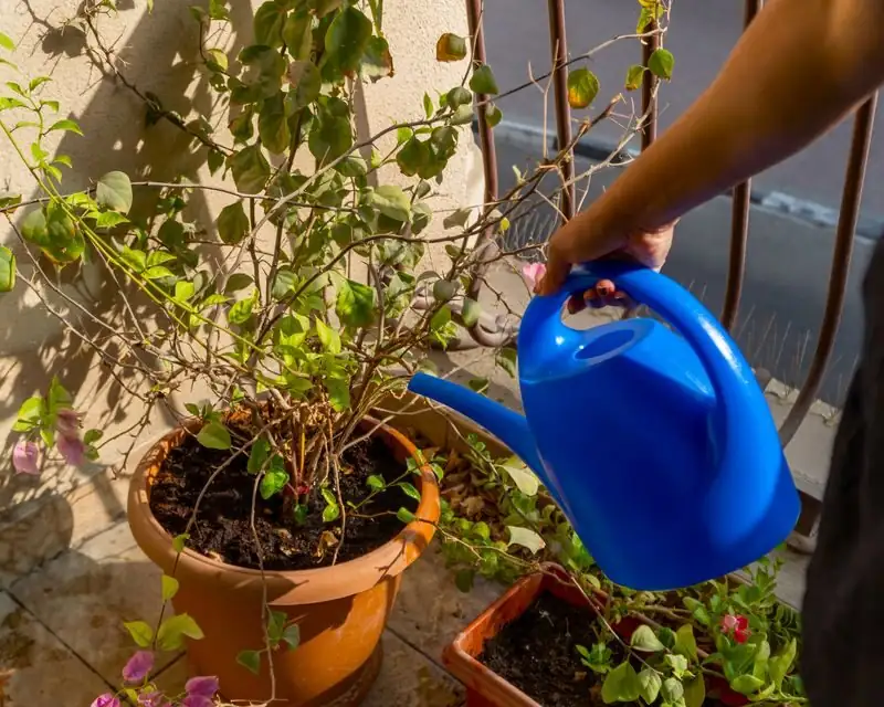 bougainvillea watering dry soil