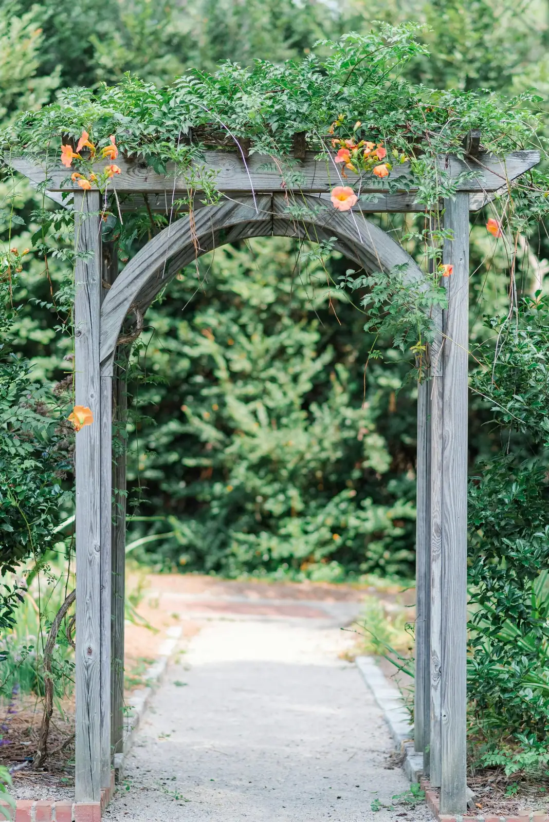 bougainvillea garden arch trellis