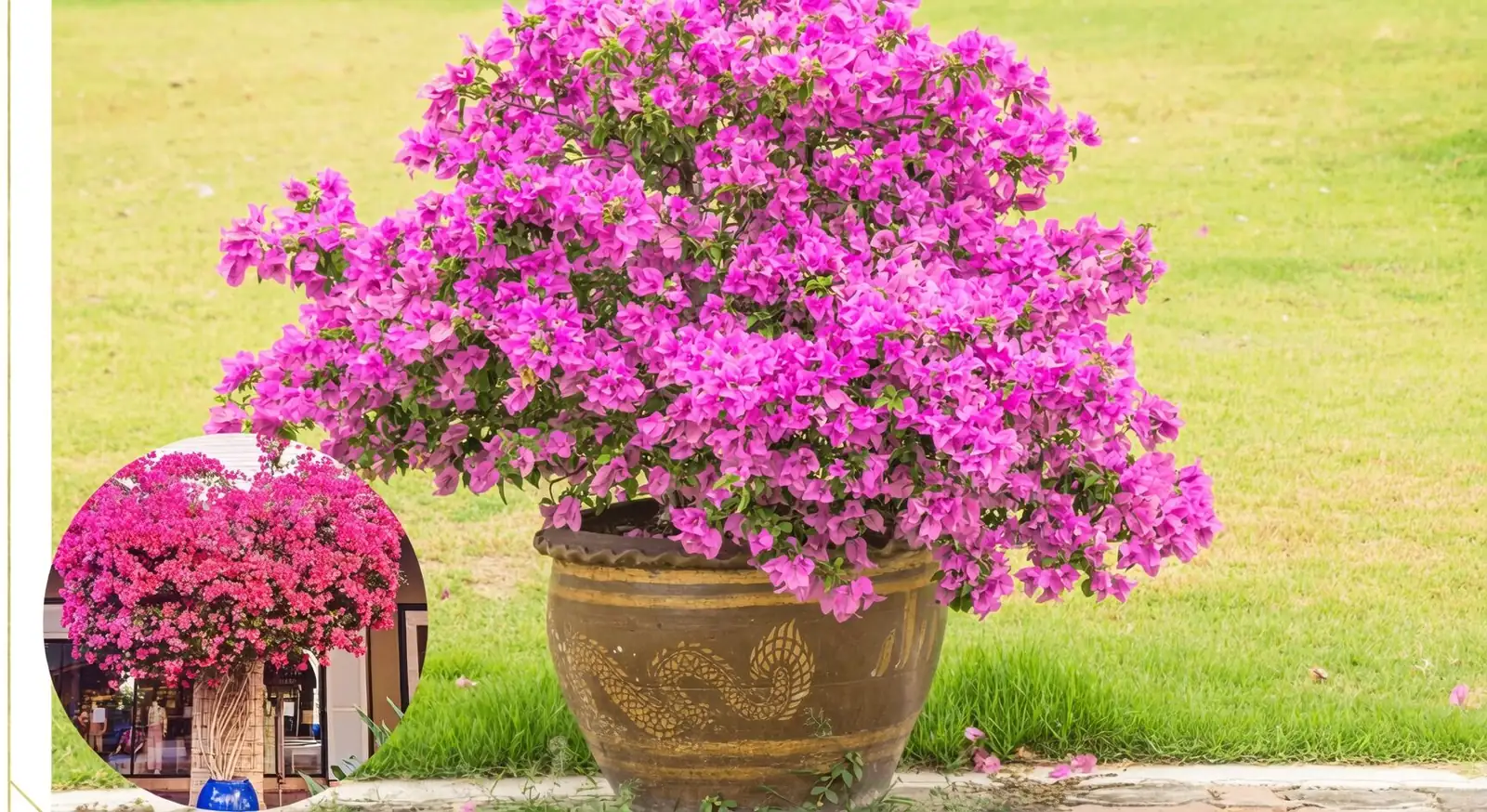 bougainvillea leggy indoor window