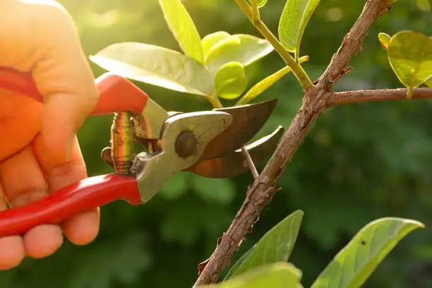 bougainvillea pruning shears hands