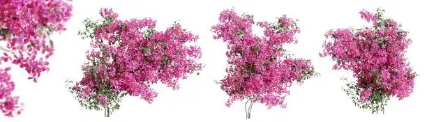 bougainvillea scale insects leaf underside