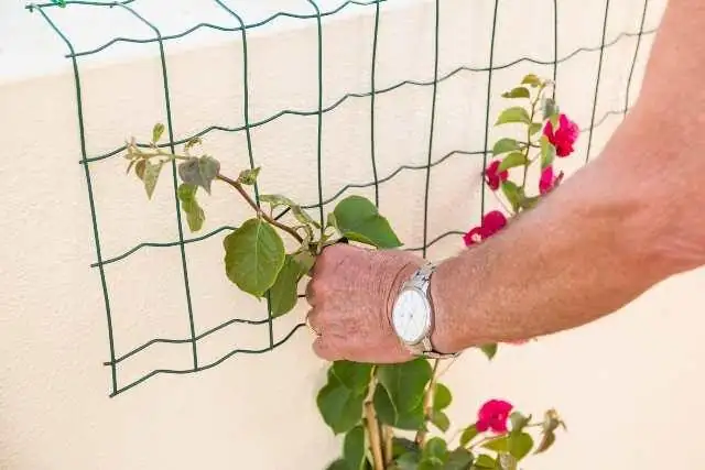 bougainvillea trellis training wall