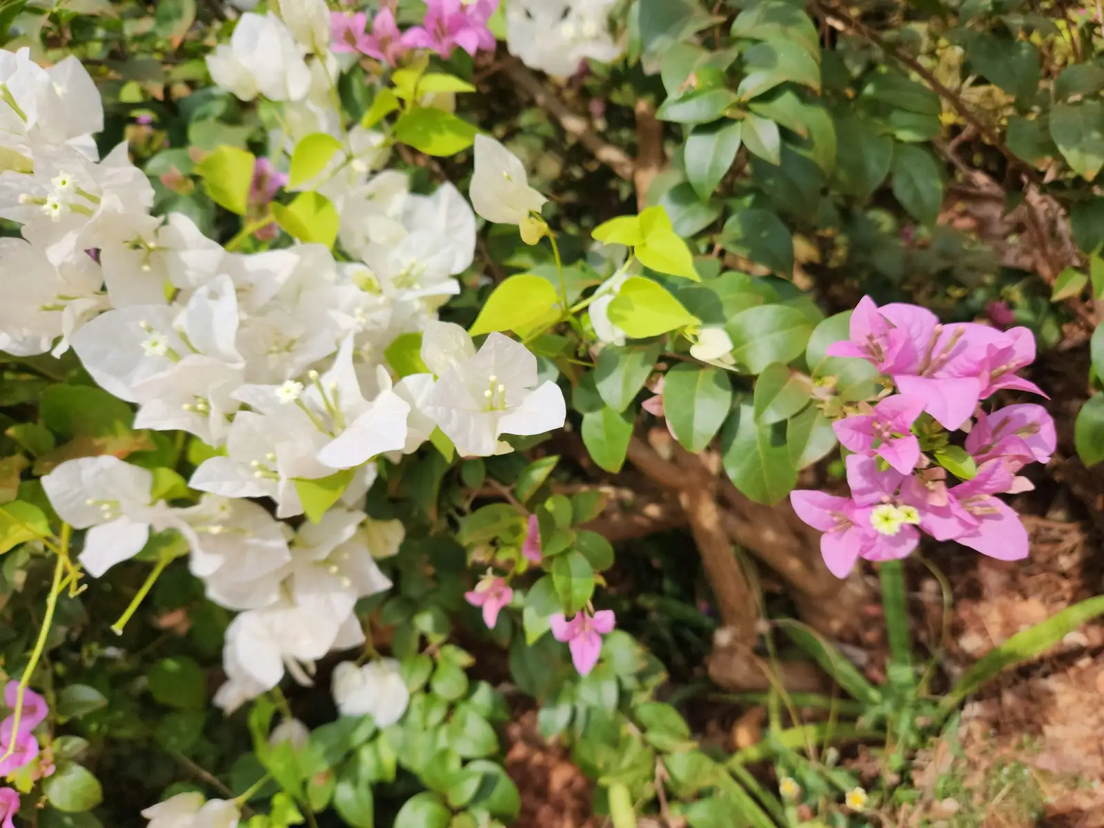 bougainvillea pruning shears hands