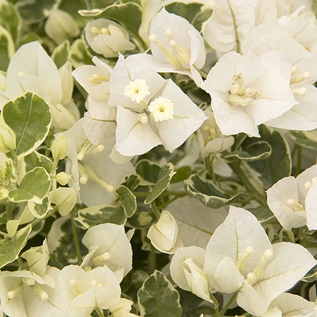 bougainvillea bracts macro white flower
