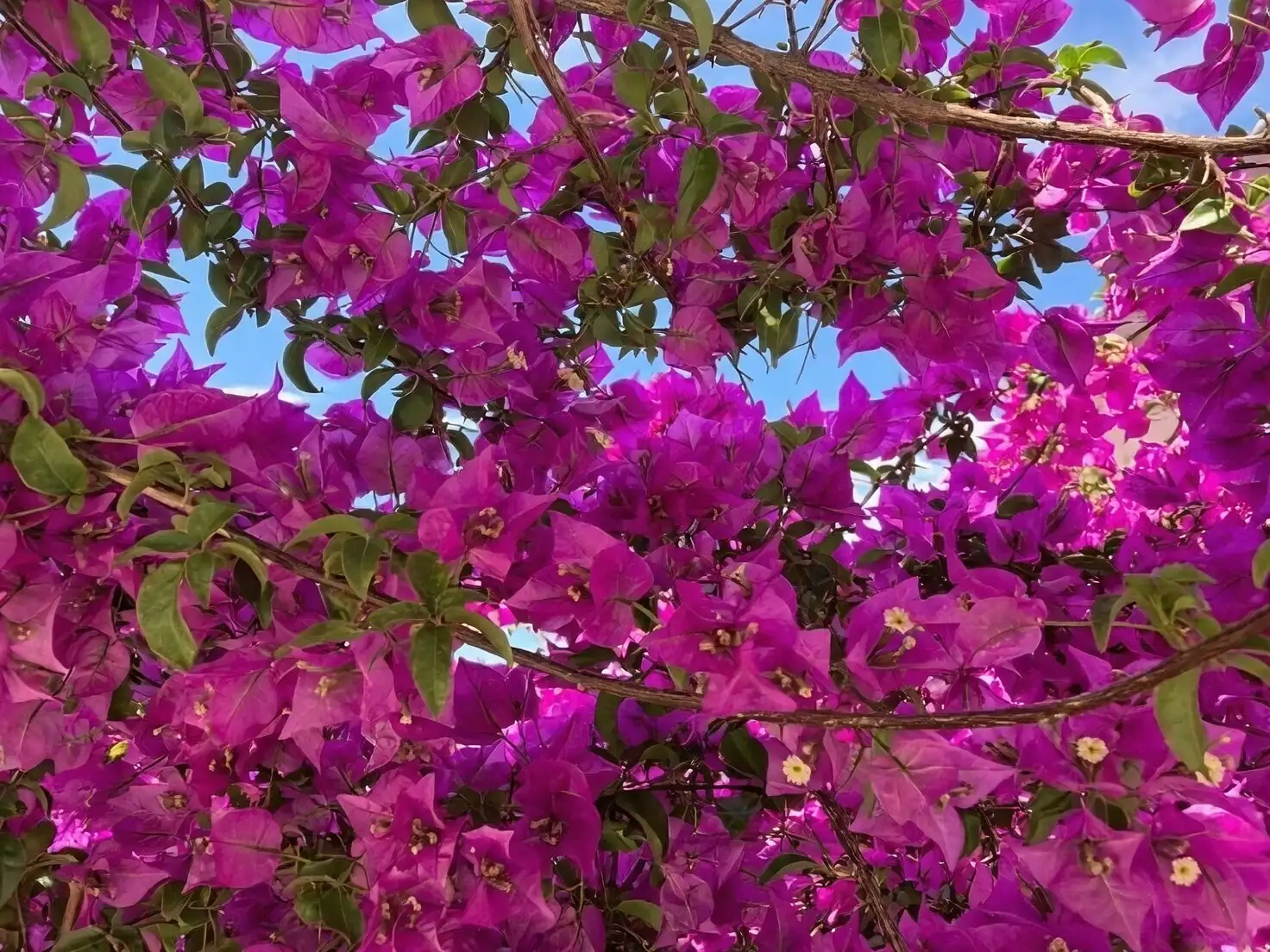 bougainvillea balcony full sun