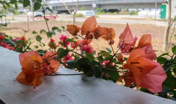 bougainvillea multicolor grafted plant