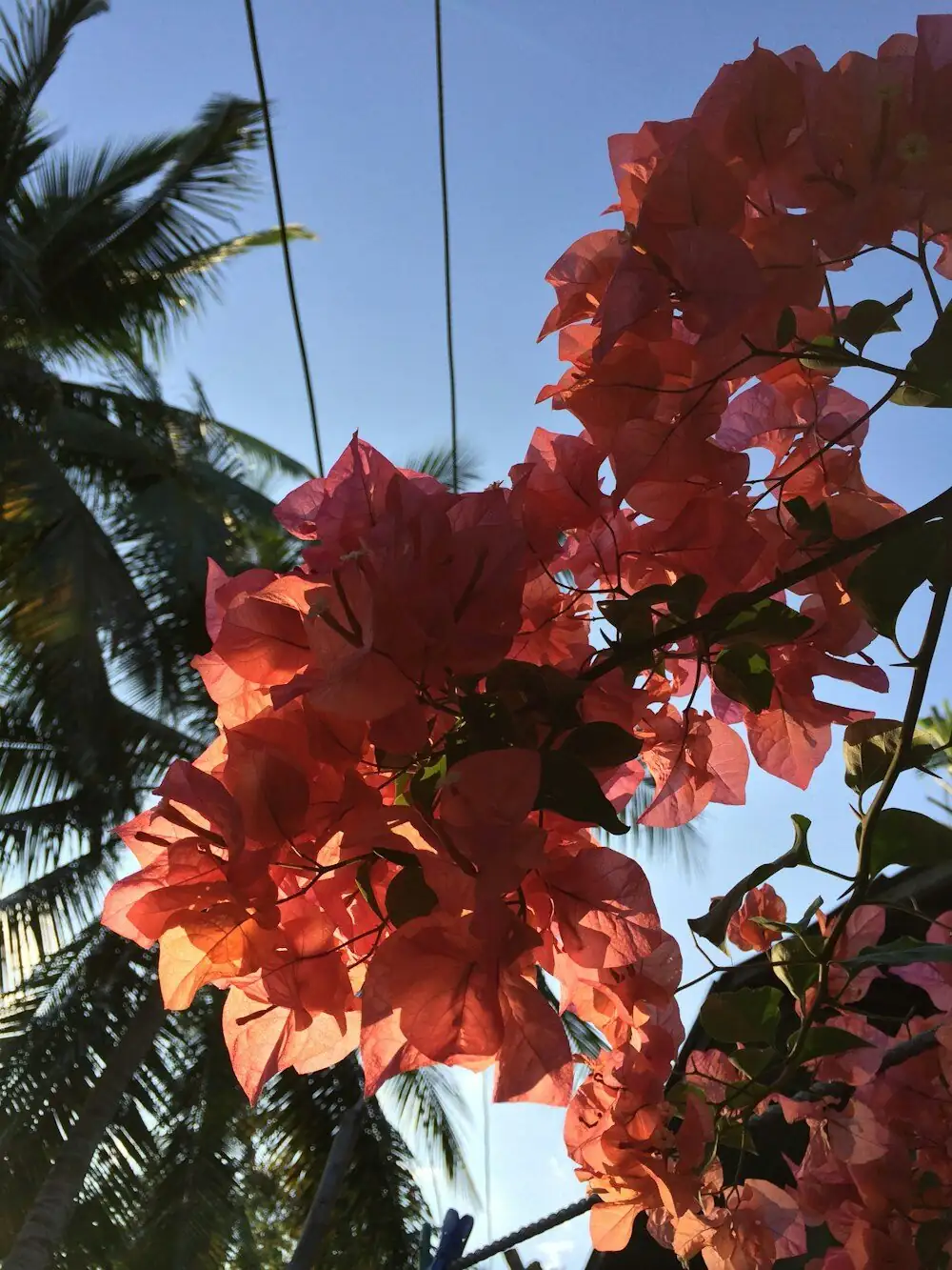 bougainvillea softwood cuttings tray