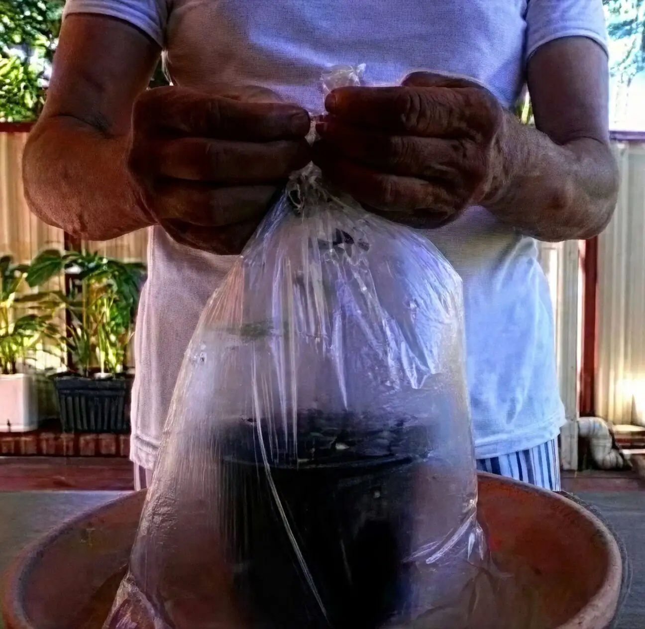 bougainvillea hardwood cuttings in sand