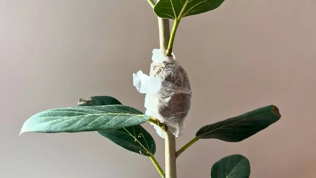 bougainvillea air layering plastic wrap