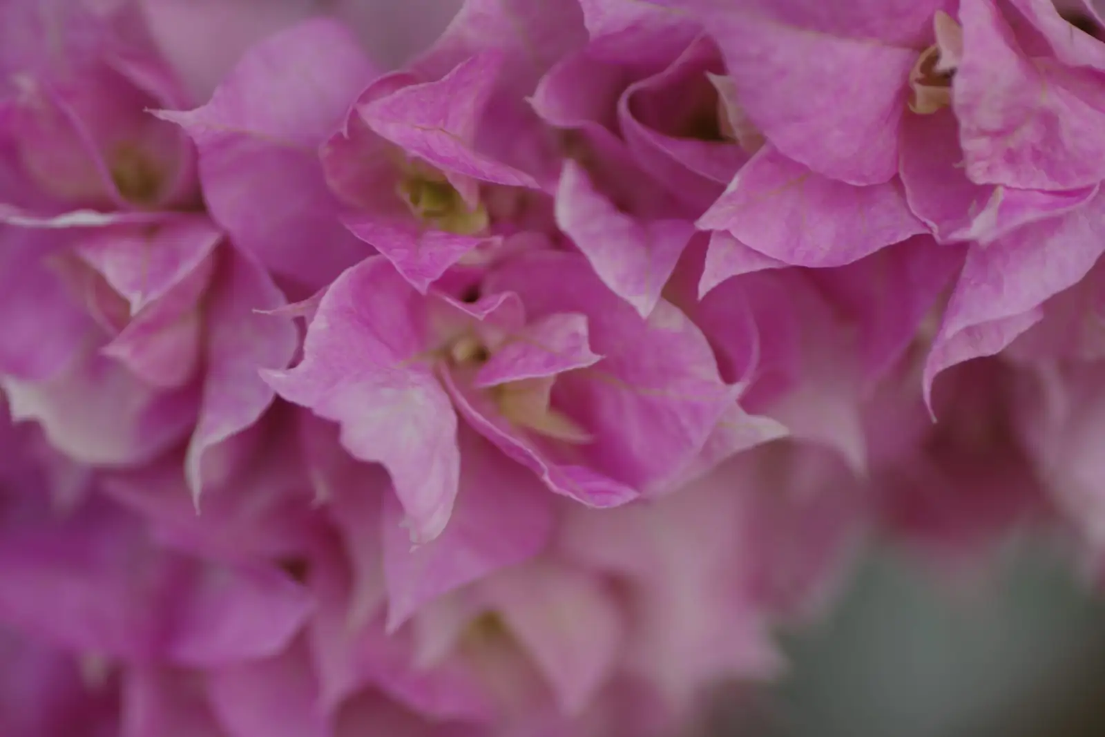 bougainvillea grafting union close-up