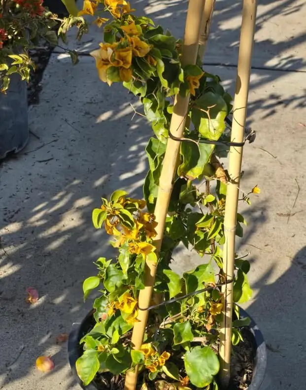 bougainvillea bamboo stake training