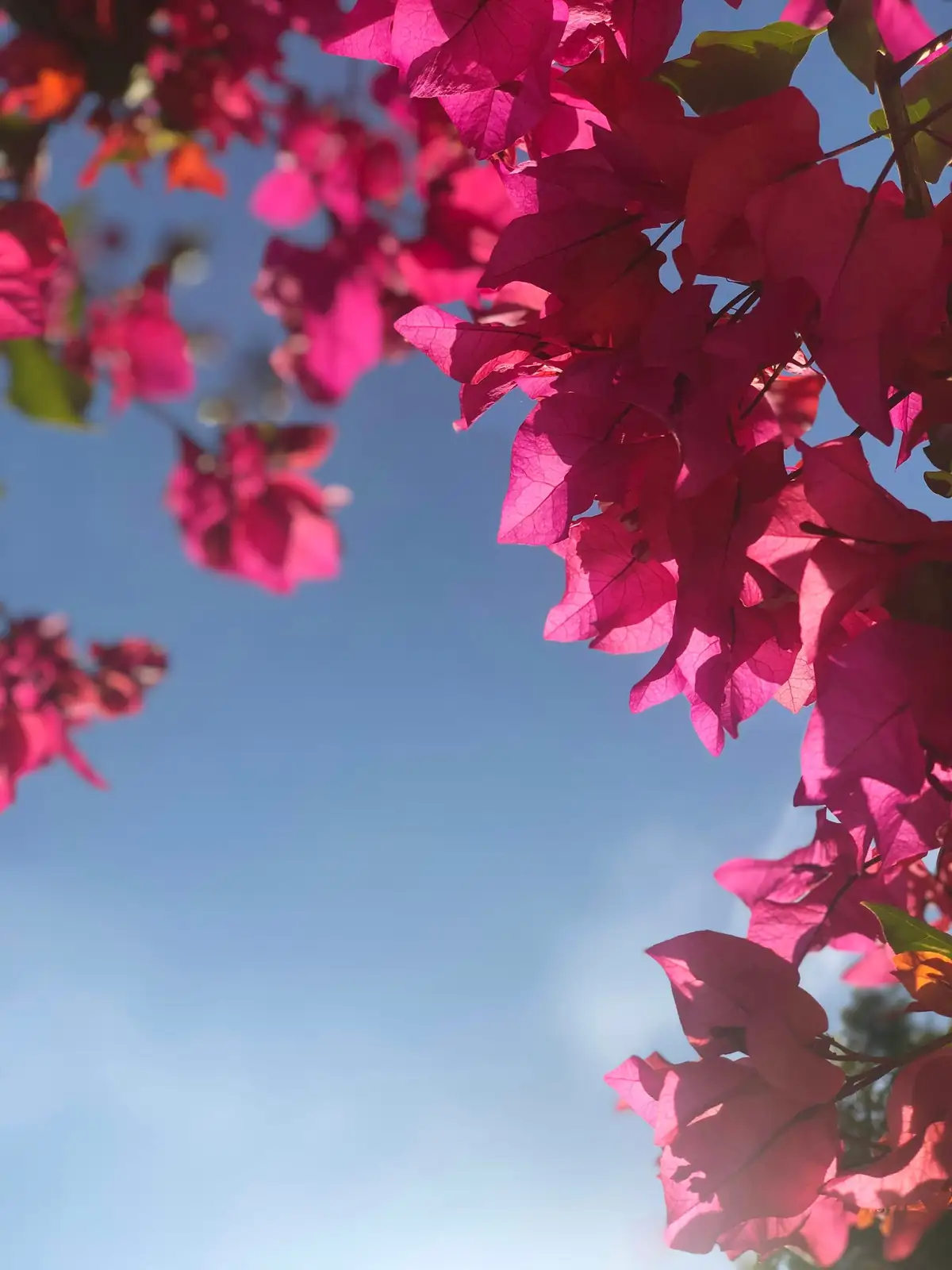 bougainvillea topiary ball wire ring