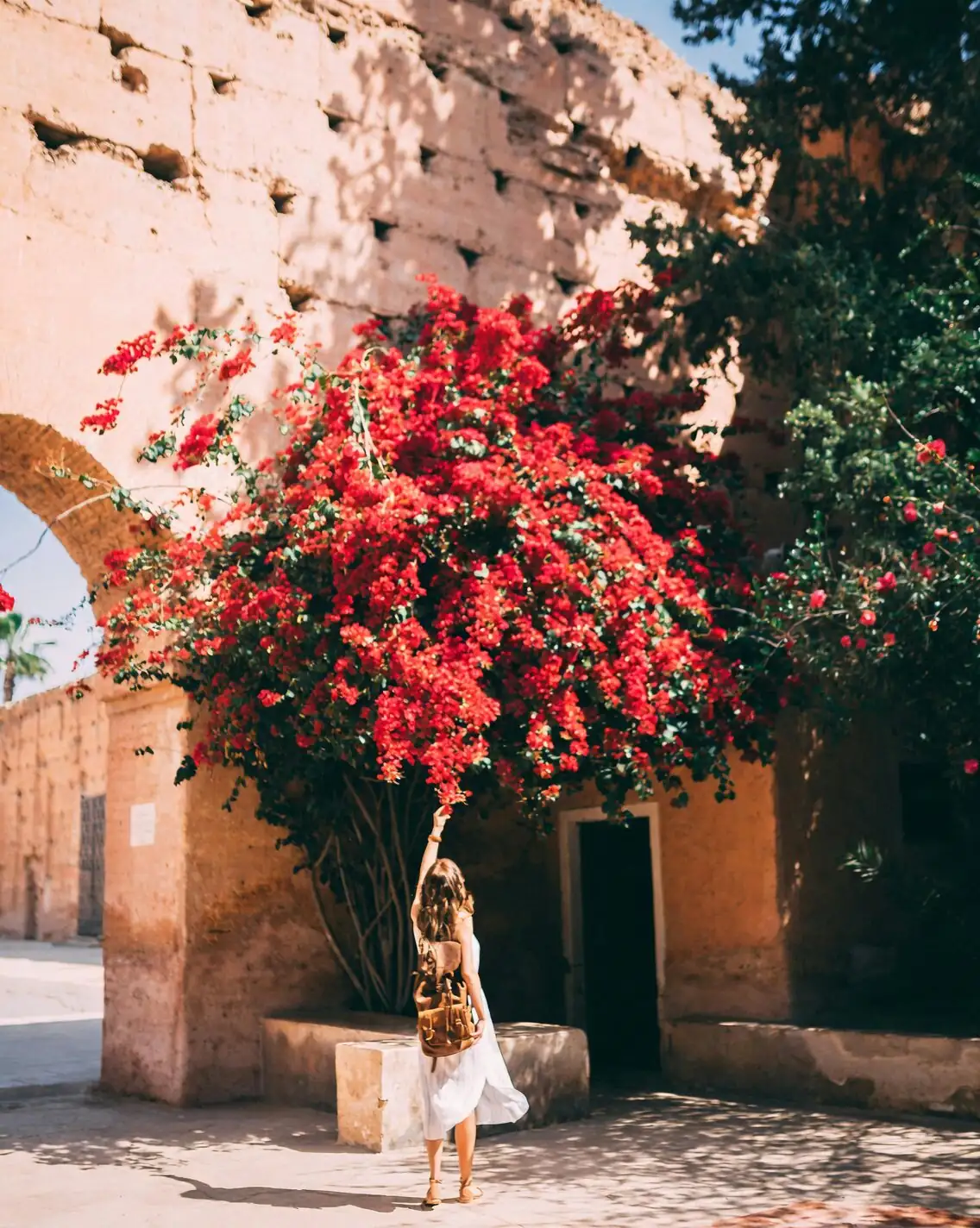 bougainvillea garden arch in bloom