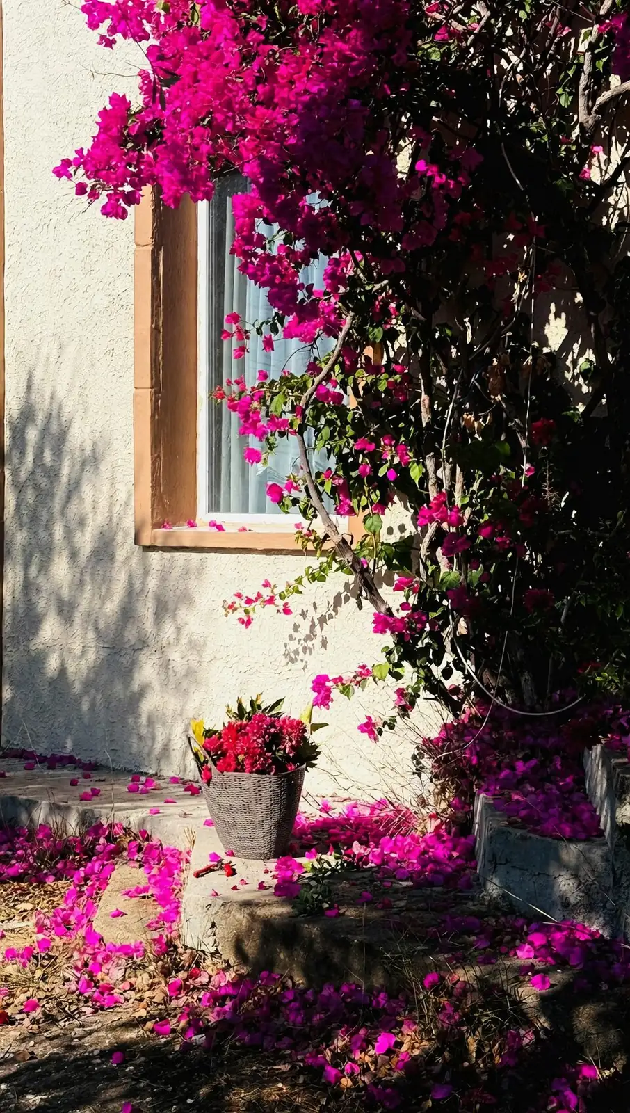 bougainvillea hanging basket cascade