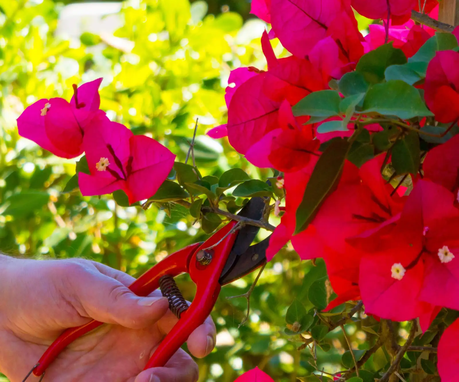 bougainvillea pruning shears close up
