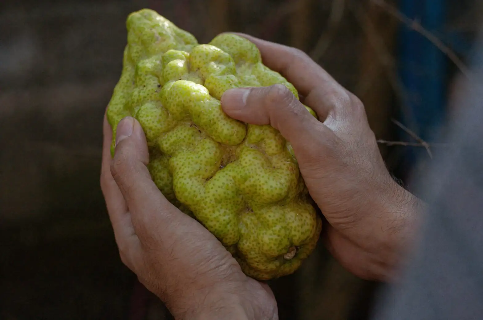 buddha's hand single fruit branch