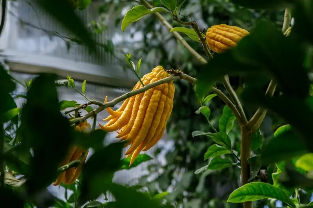 buddha's hand indoor watering