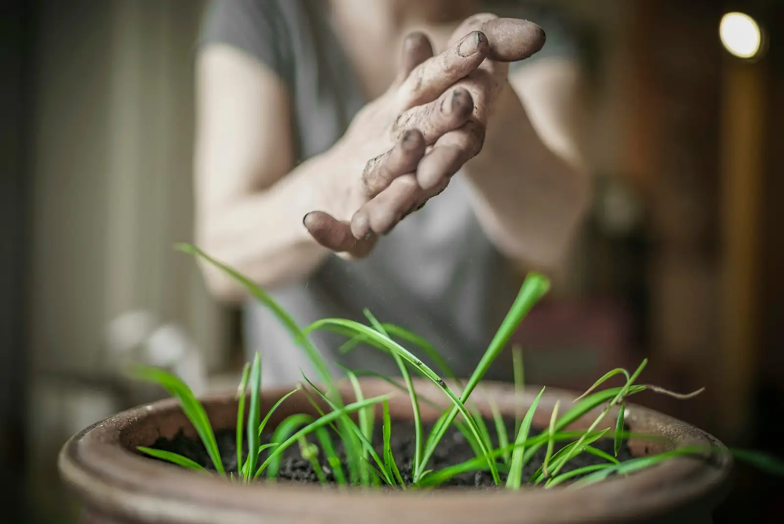anemone coronaria fall planting hands