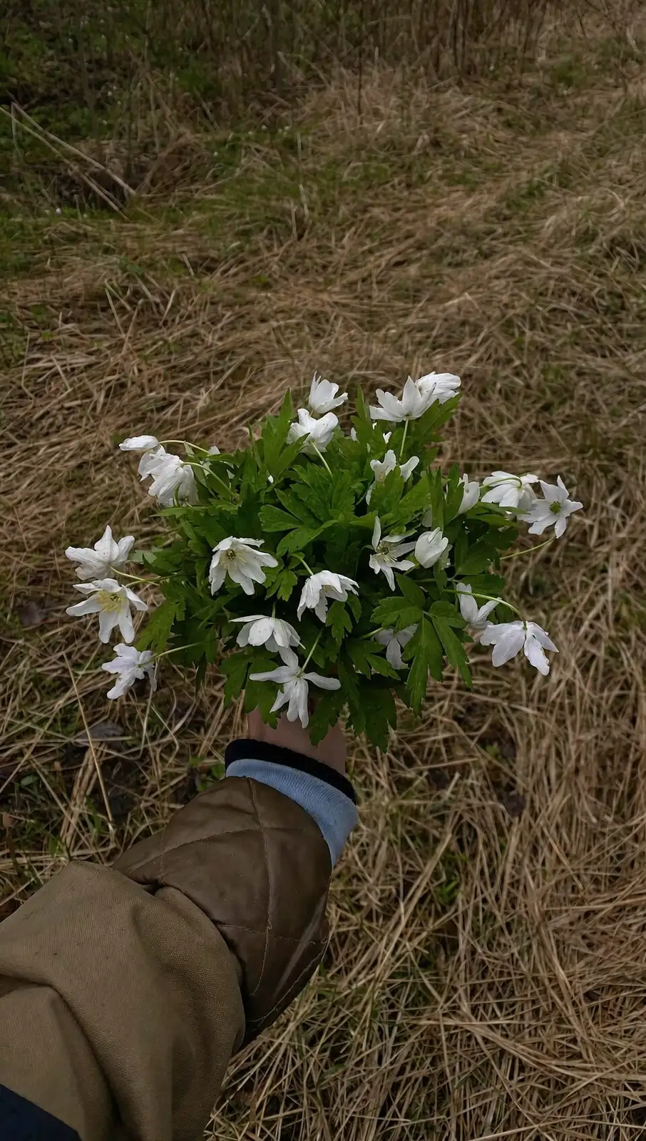 anemone coronaria soil finger test