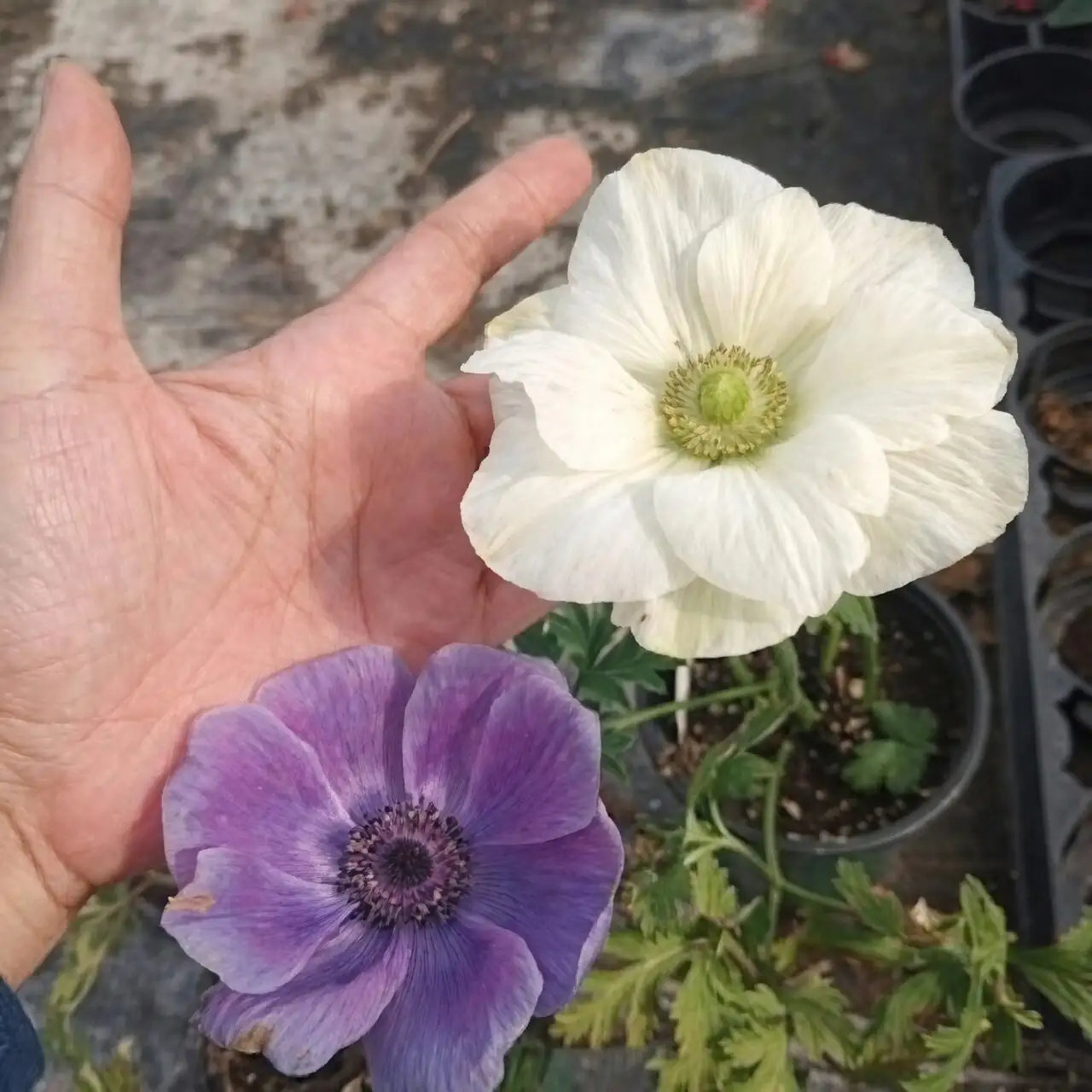 anemone coronaria lifting pot weight
