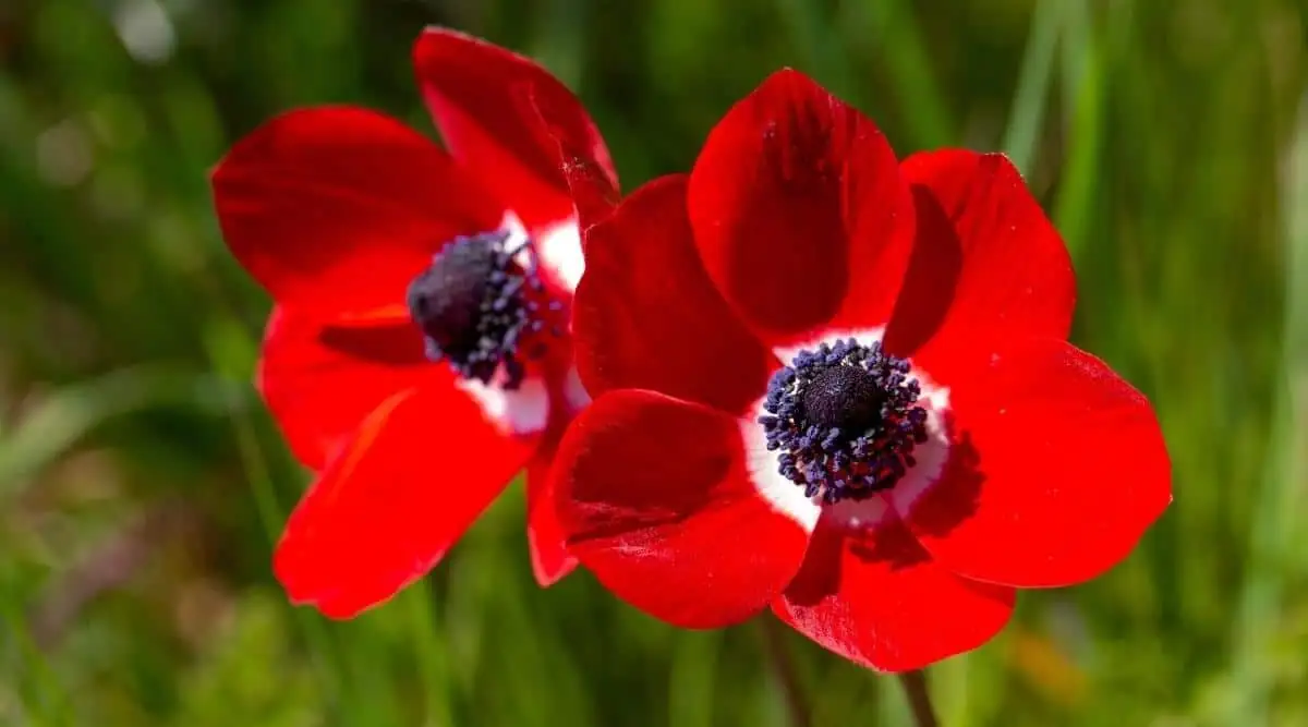anemone coronaria wilted leaves close-up