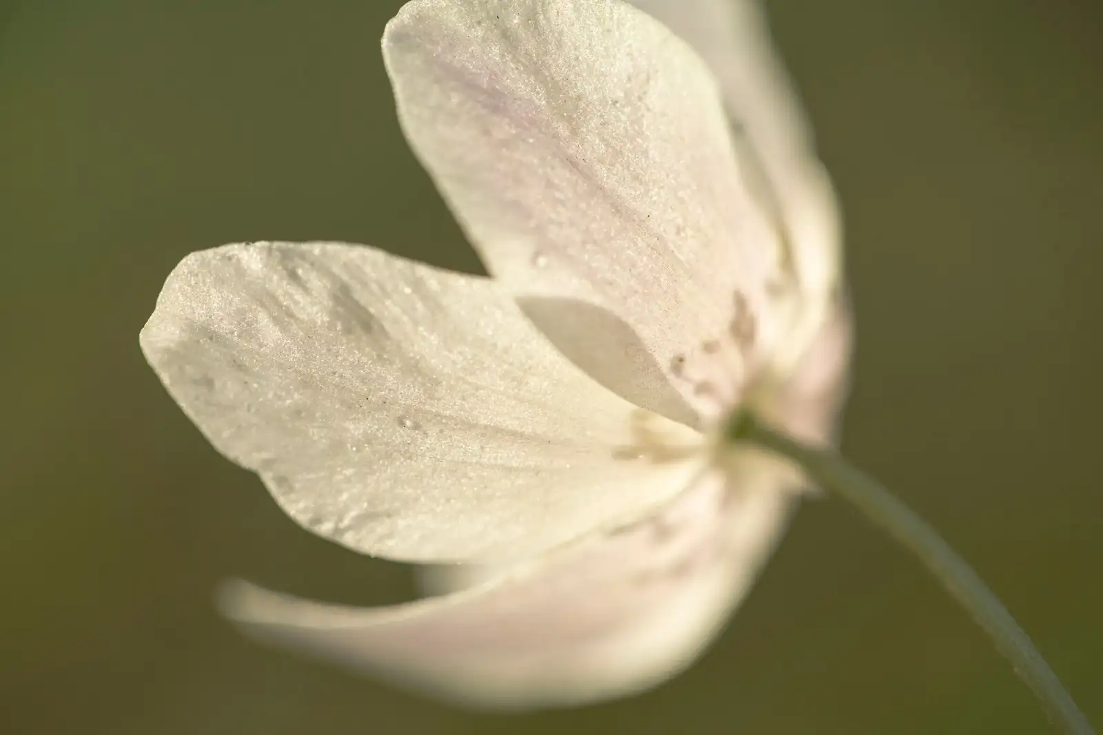 anemone coronaria gray mold petals