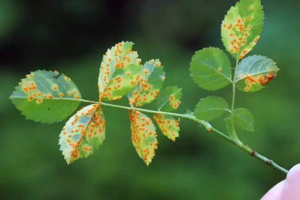 anemone coronaria leaf rust close-up