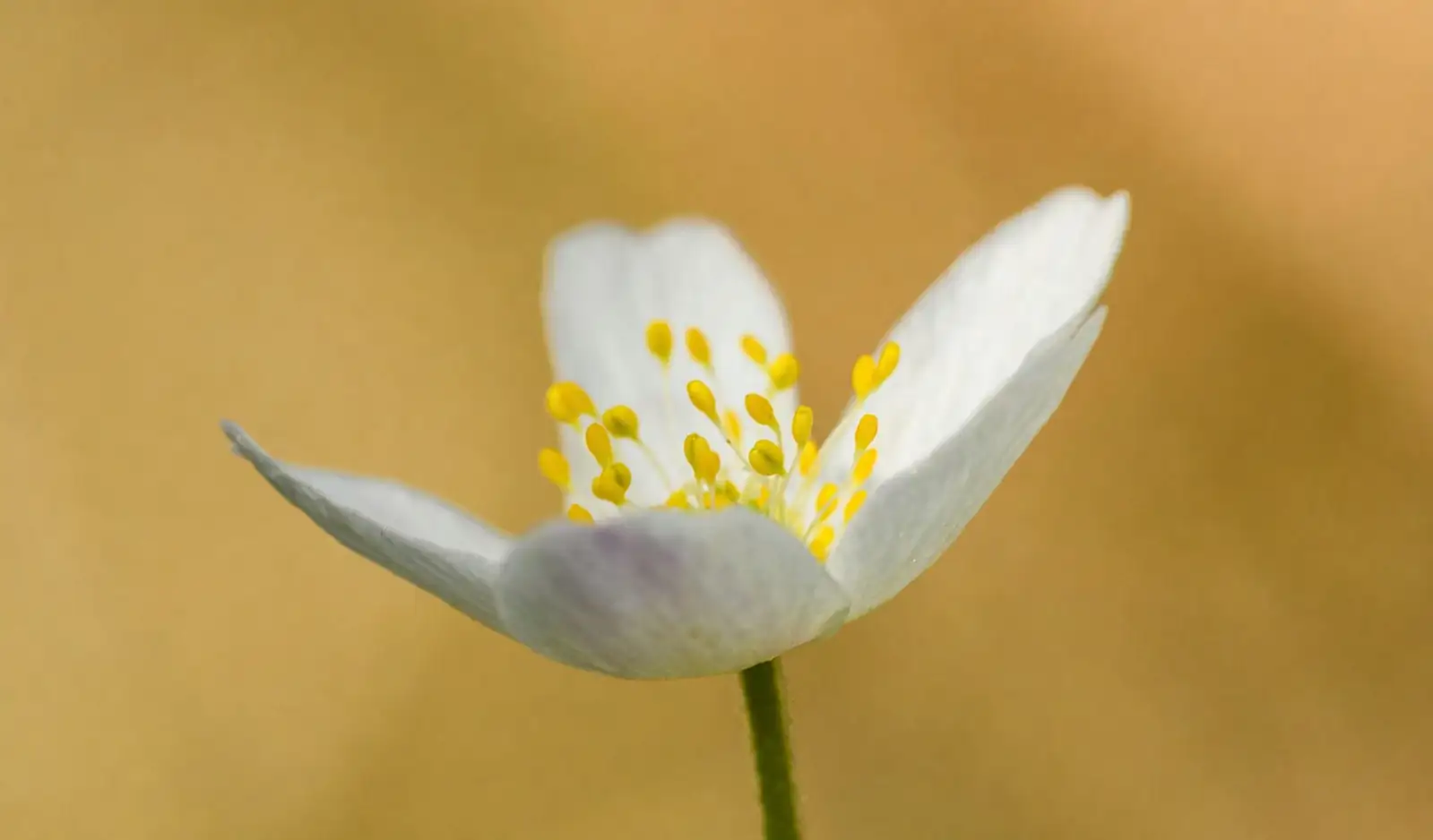 anemone coronaria stem base sclerotinia
