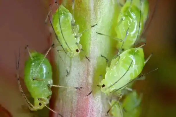 anemone coronaria aphids on buds