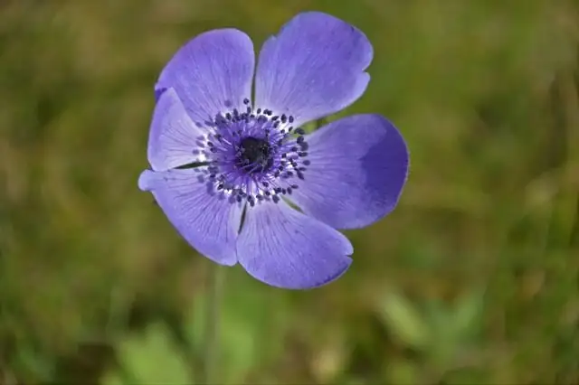 为什么叫风花？欧洲银莲花的光合开合与季节性休眠冷知识
