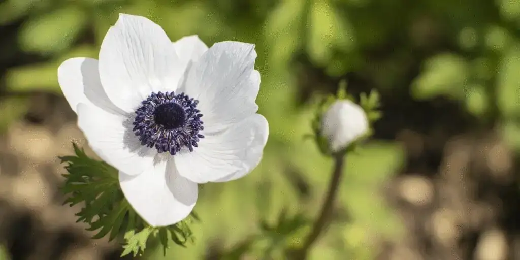 anemone coronaria tubers close up
