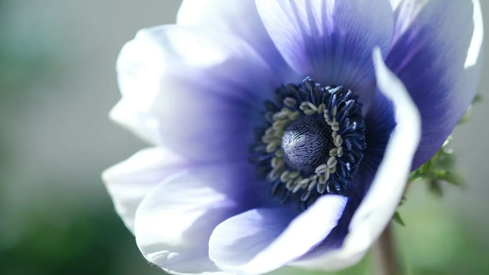 anemone coronaria seeds macro