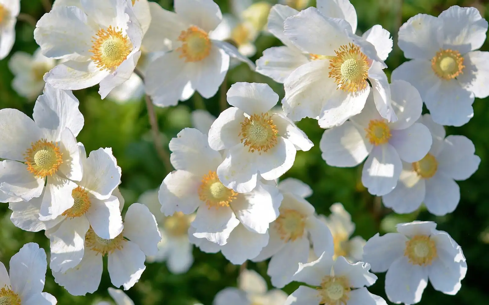 anemone coronaria pot sunny windowsill
