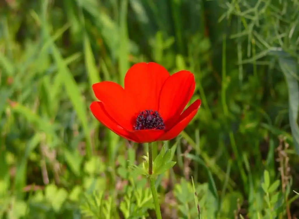 anemone coronaria tubers dry sand storage