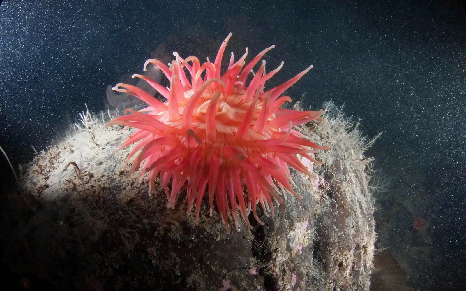 anemone stems deep water bucket