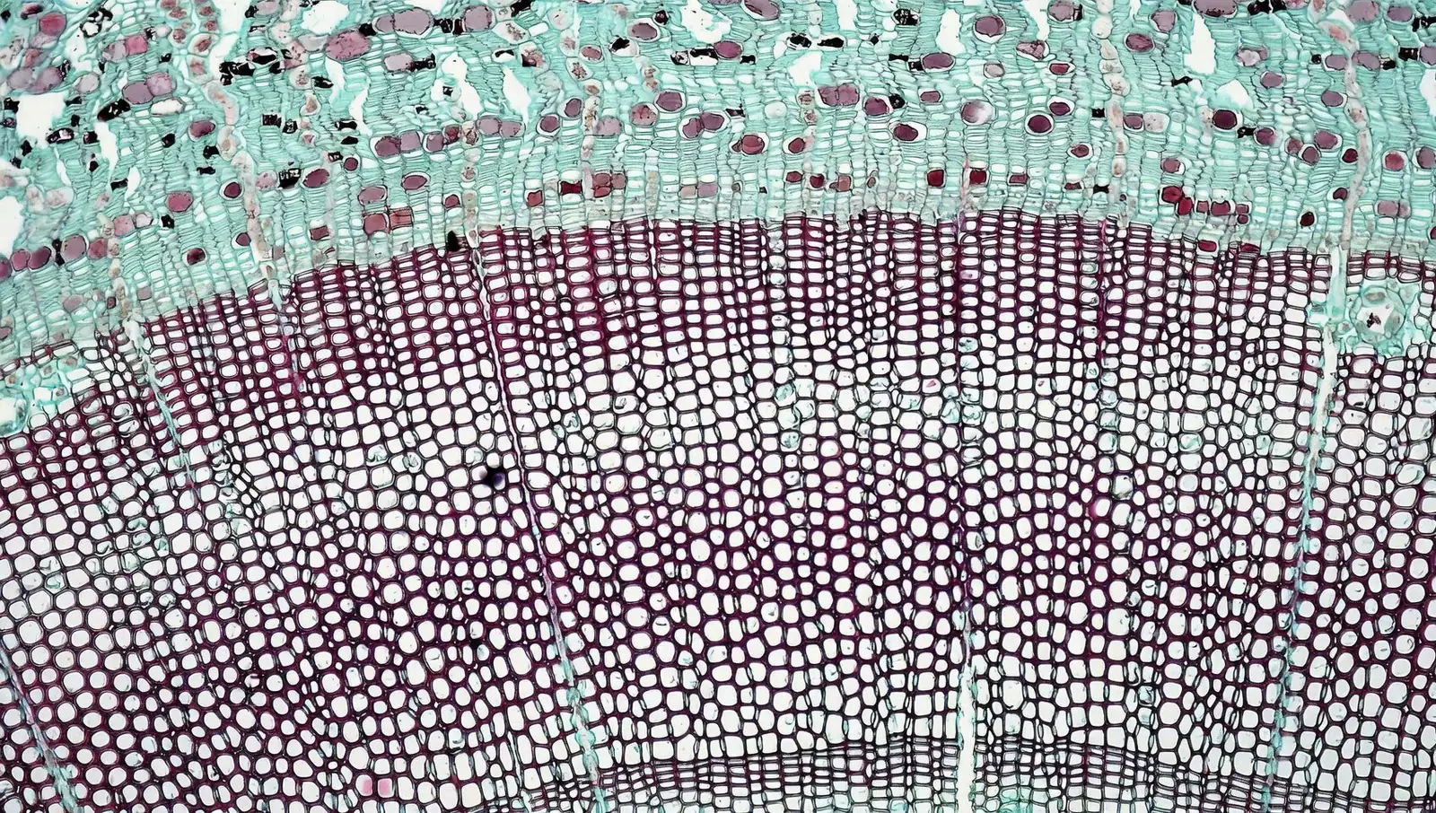 anemone stem 45 degree cut