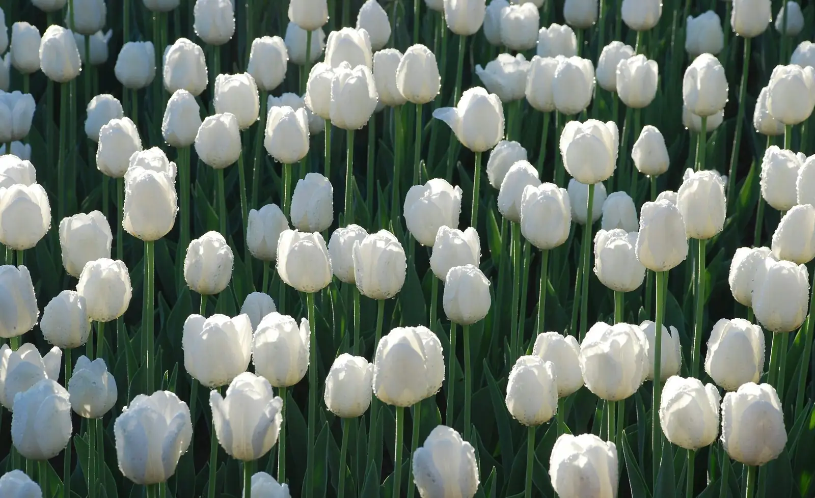 冷季花境搭配术：银莲花×郁金香×银叶菊的高颜值组合