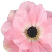 anemone coronaria garden border side view