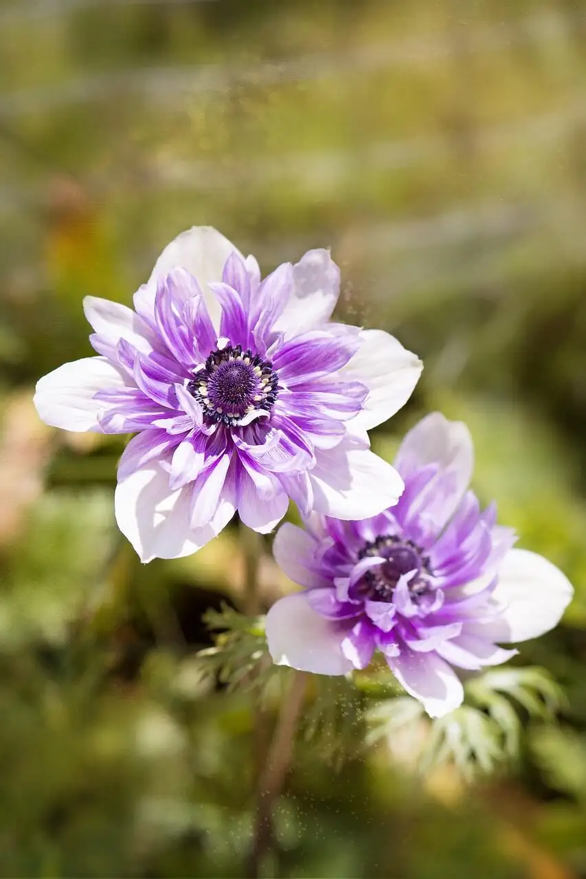 anemone coronaria blue white mix