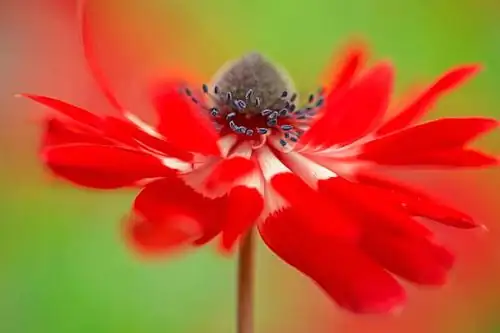 anemone coronaria red white bouquet