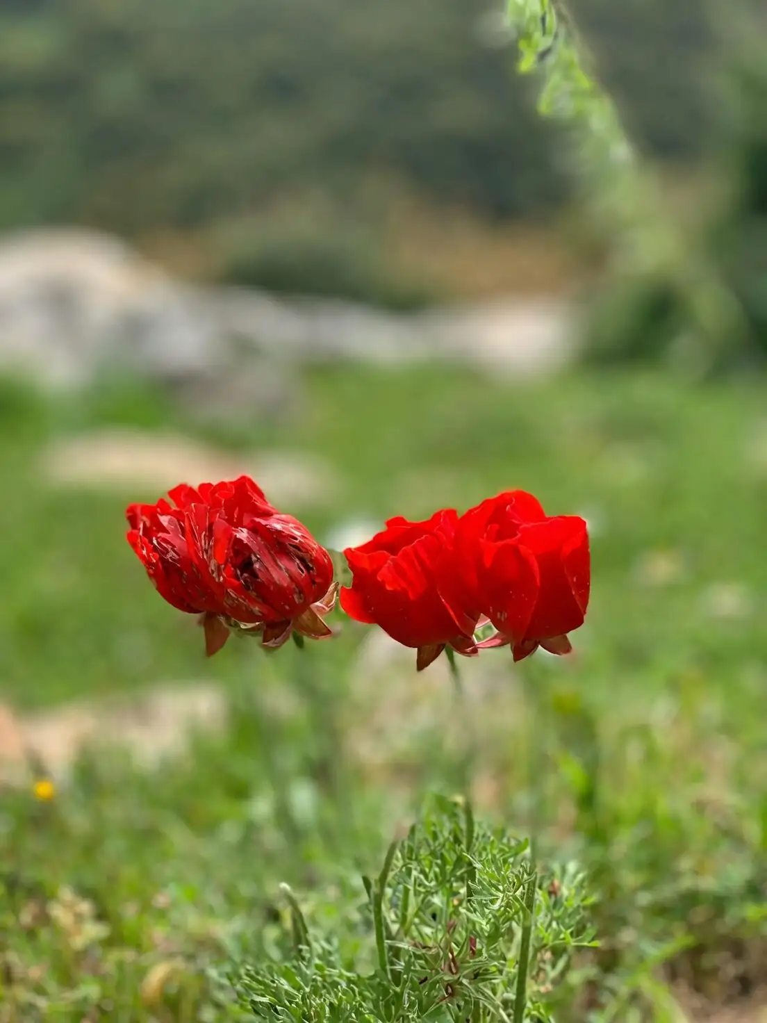 anemone coronaria balcony planter