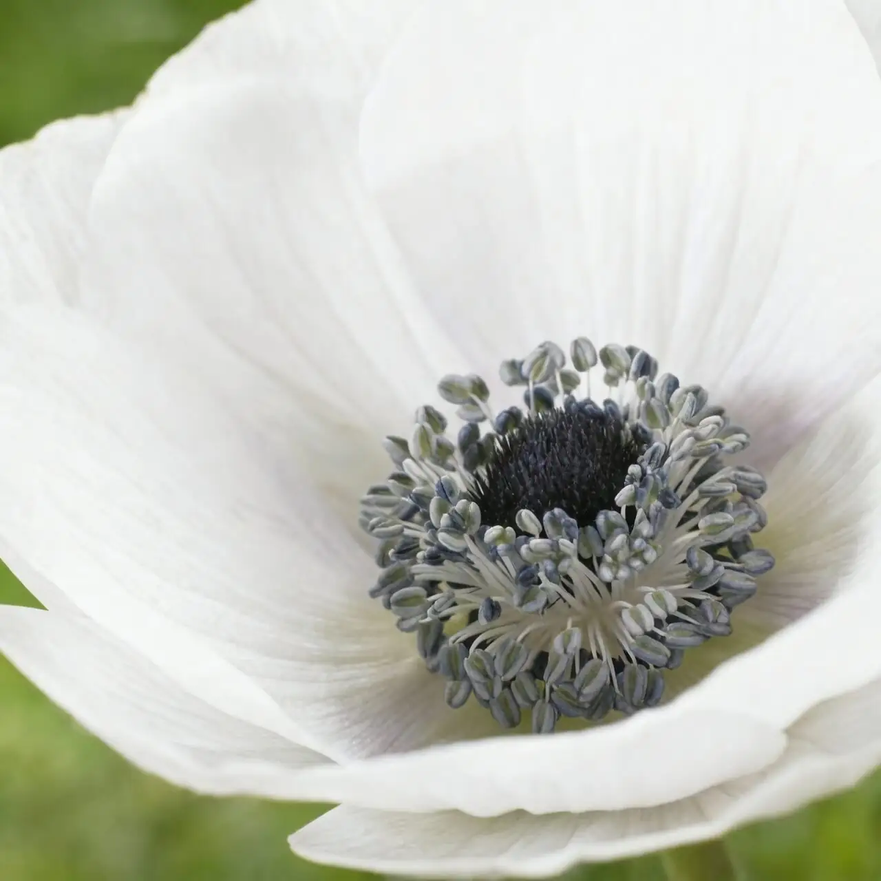poppy anemone De Caen black center