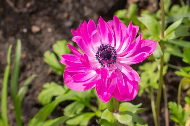 poppy anemone St. Brigid double